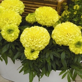  Antigua Primrose - 5 