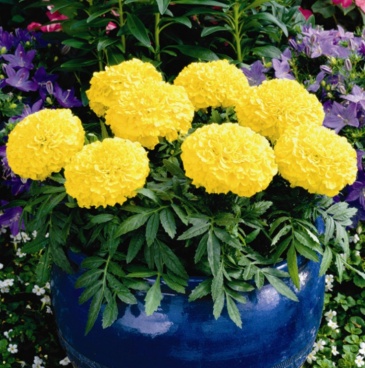  Antigua Yellow - 5 