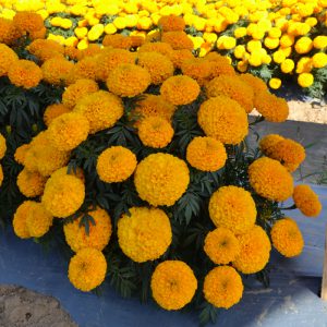  Bali Orange - 5 