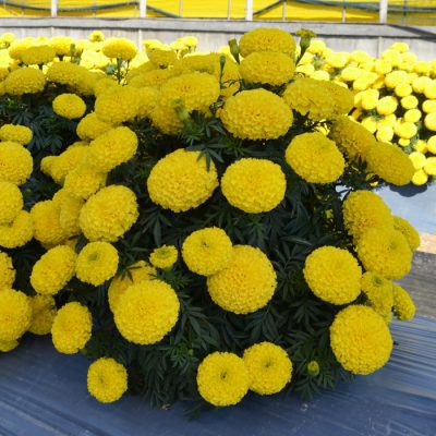  Bali Yellow - 5 
