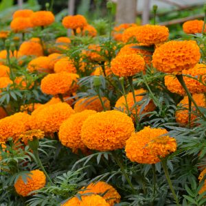  Sumati Orange - 5   NEW!!!
