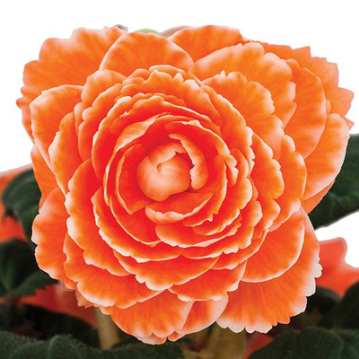  AmeriHybrid Picotee Lace Apricot - 5 