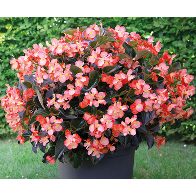  BIG DeluXXe Salmon Bronze Leaf - 3   NEW!!!