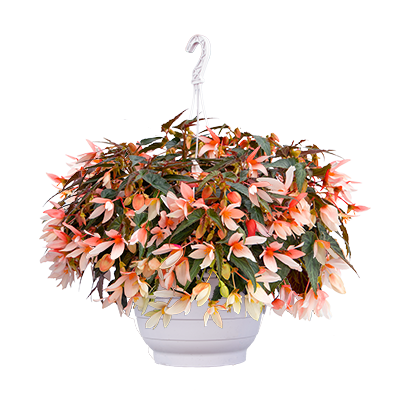  Groovy Salmon Bicolor - 3   NEW!!!