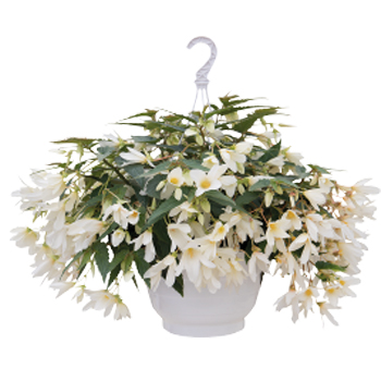  Groovy White - 3 