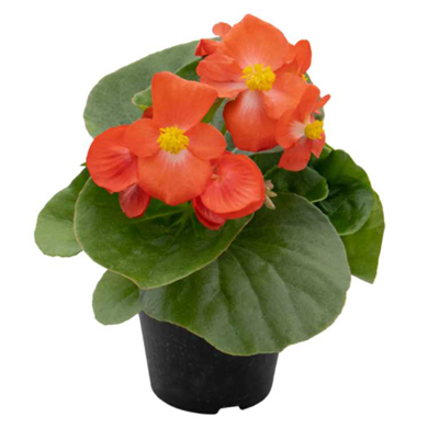   Mega Cool Scarlet - 5   NEW!!!