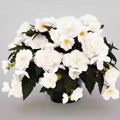  Nonstop Joy Mocca White - 5 