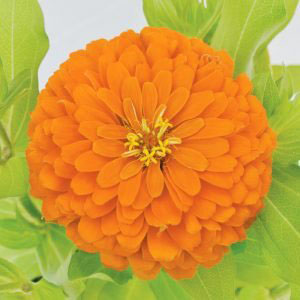  Holi Orange - 5 