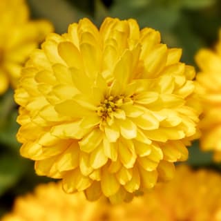  Zydeco Deep Yellow - 5 