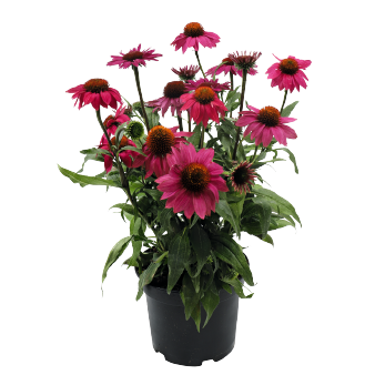   PollyNation Magenta - 3 