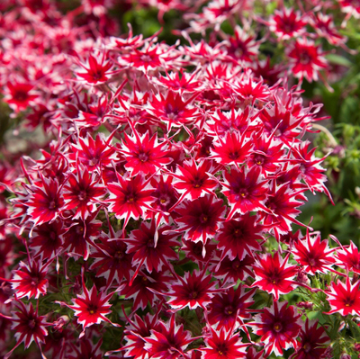  Popstars Red Imp. - 5 