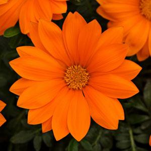  New Day Clear Orange - 5 