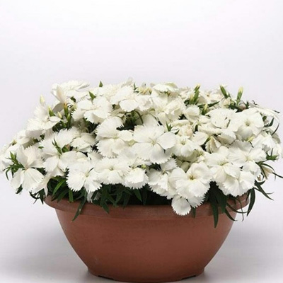   Coronet White - 5 