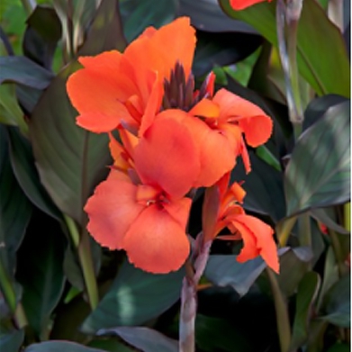  Cannova Bronze Orange  - 3 