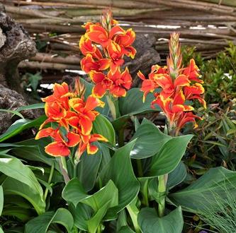 Cannova Red Golden Flame - 3 