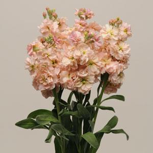  Katz Apricot - 10 