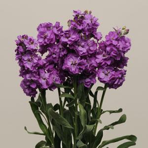  Katz Blue - 10 
