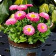  Bambino Rose - 10   NEW!!!