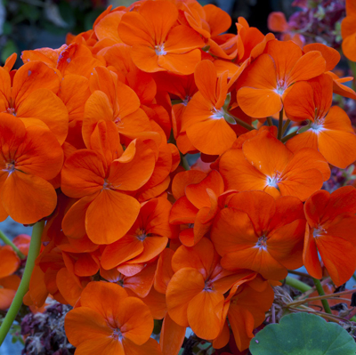  Positano Orange - 5 