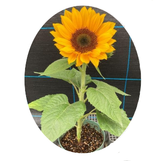  Semi-Dwarf Orange - 5   NEW!!!