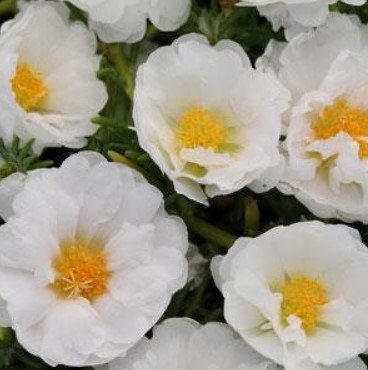   Happy Trails White - 5 