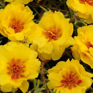   Happy Trails Yellow - 5 