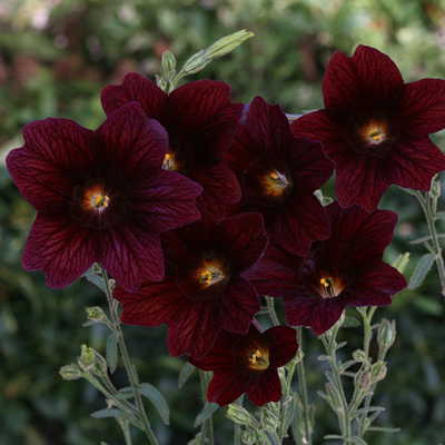 ������������� Royale Chocolate - 5 ��