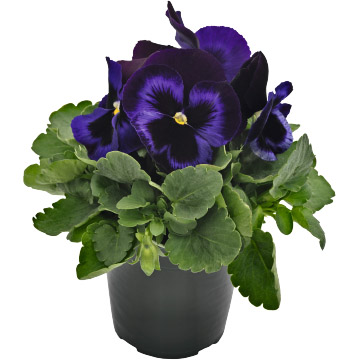  Inspire Plus Blue Velvet - 5 