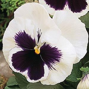  Matrix White Blotch - 5 