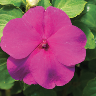  Accent Premium Lilac - 5 