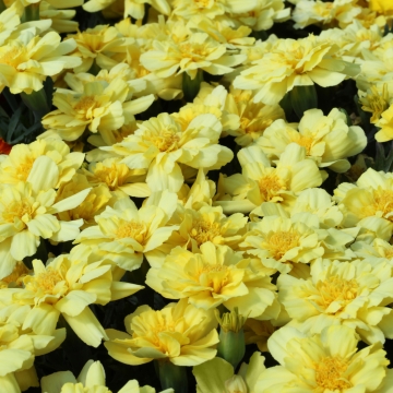  Alumia Vanilla Cream - 10 