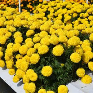  Big Duck Yellow - 5 