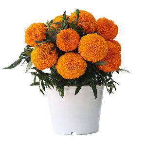  Little Duck Orange - 5 