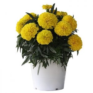  Little Duck Yellow - 5 