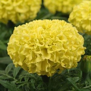  Taishan Yellow - 10 