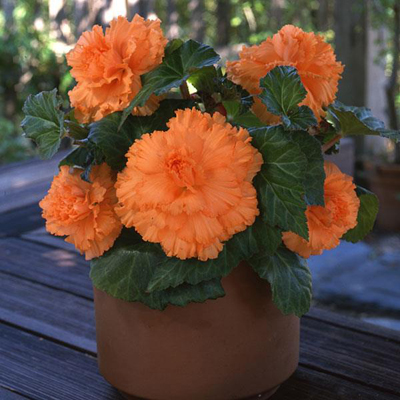  AmeriHybrid Ruffled Apricot - 5 