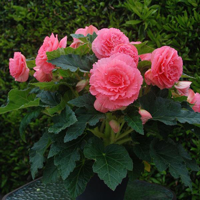  AmeriHybrid Ruffled Pink - 5 