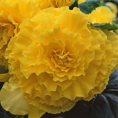  AmeriHybrid Ruffled Yellow - 5 