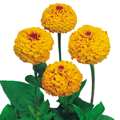  Oklahoma Golden Yellow - 10 