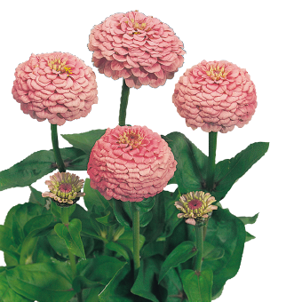   Oklahoma Pink - 10 