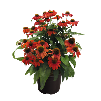   PollyNation Orange Red - 3 
