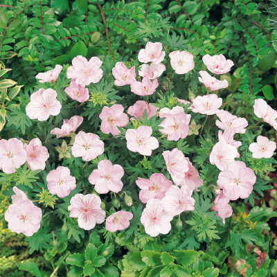  Vision Pink - 3 