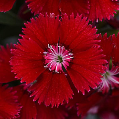   Floral Lace Red - 5 