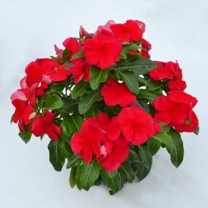  Mega Bloom Dark Red - 5 