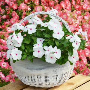  Mega Bloom Polka Dot - 5 