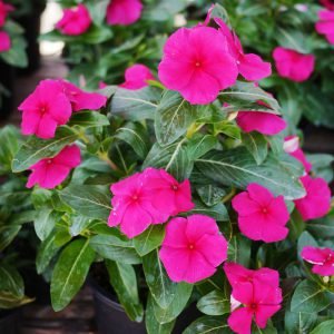  Mega Bloom Purple - 5 