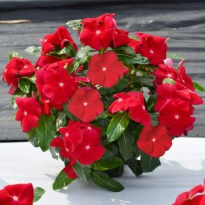  Mega Bloom Red - 5 