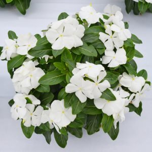  Mega Bloom White - 5 