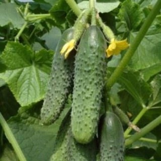 ������ ������������������ ����� F1 - 5 ��