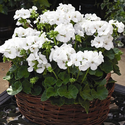  Multibloom White - 3 